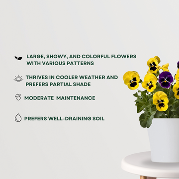 Pansy plant for balcony or garden